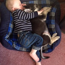 Un bébé s\'est endormi avec un petit chiot dans une corbeille de chien.