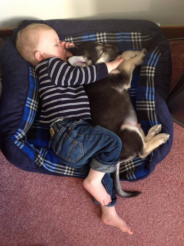 Un bébé s'est endormi avec un petit chiot dans une corbeille de chien.