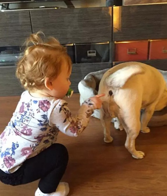 Une fille étudie avec attention le derrière de son chien.