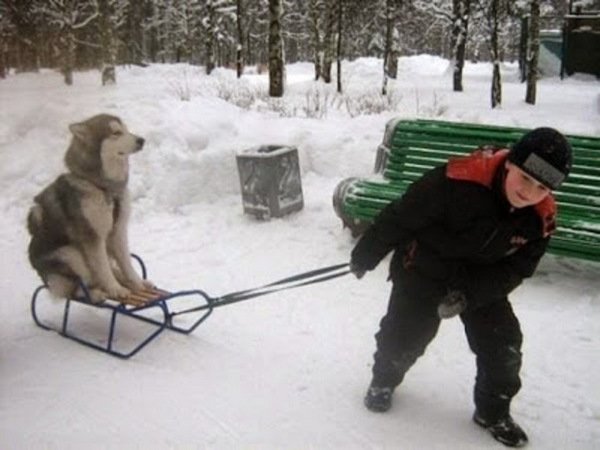 Un chien qui traine un enfant sur une luge.