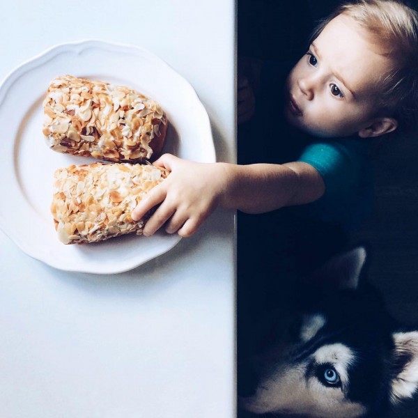 Un enfant et un chien husky trop mignons dérobent un petit gâteau