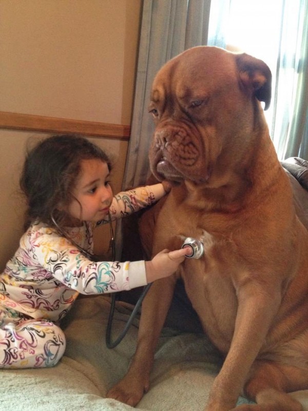 Une petite fille écoute battre le cœur de son chien avec un stéthoscope. 