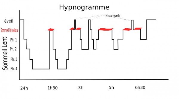 Les phases du sommeil : éveil, somnolence, sommeil léger, profond et paradoxal