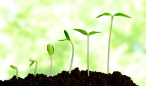 L\'enfant se développe par palier et par les périodes sensibles Montessori